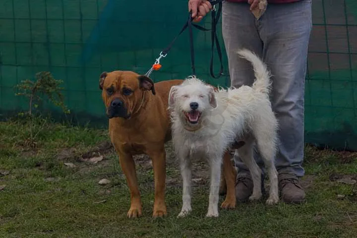 Monty Állatpanzió Rákoscsaba - Budapest pet otel