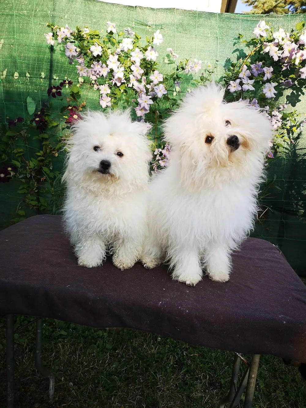 Pici Pelyhes Bolognese és Bolonka Cvetna Kennel - Budapest pet otel görseli 2