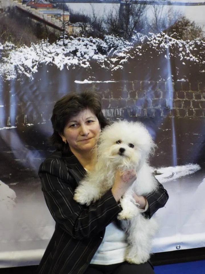 Pici Pelyhes Bolognese és Bolonka Cvetna Kennel - Budapest pet otel görseli 7