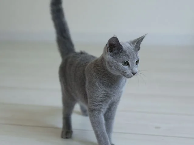 PRIME BLUES Cattery - Orosz kék cica kennel - Budapest pet otel görseli 14