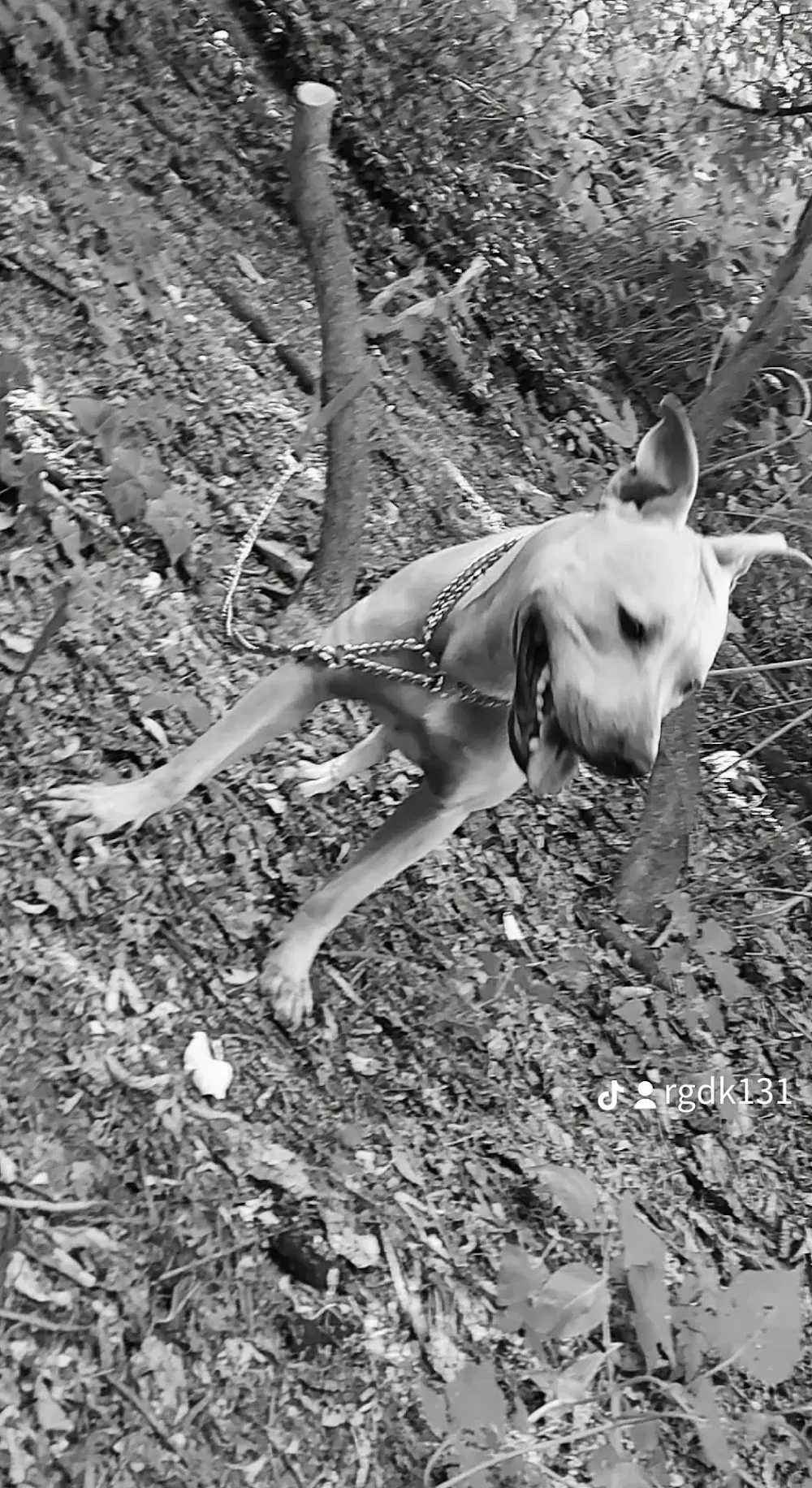 Real Game Dogs kennel of Hungary - Budapest pet otel görseli 5
