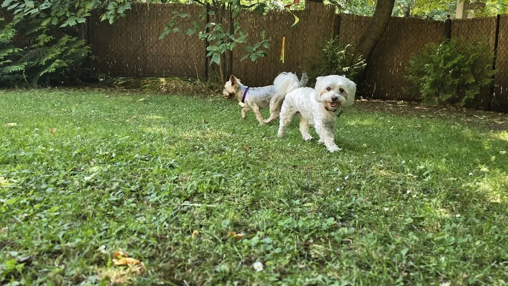 Yorki-Hotel Kiskutya Panzió - Budapest pet otel görseli 6