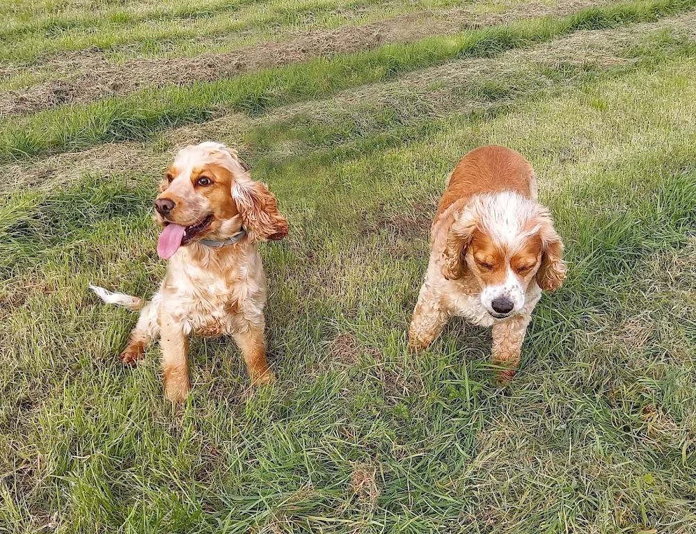 Bogmoor Kennels - Bude pet otel görseli 2