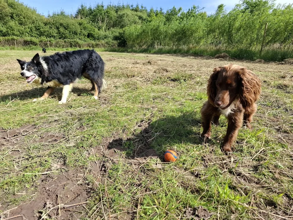 Bogmoor Kennels - Bude pet otel görseli 3