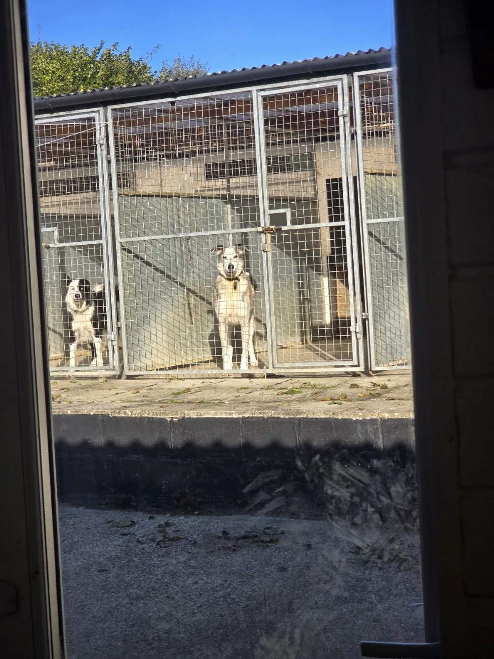 Braddon House Kennels - Bude pet otel