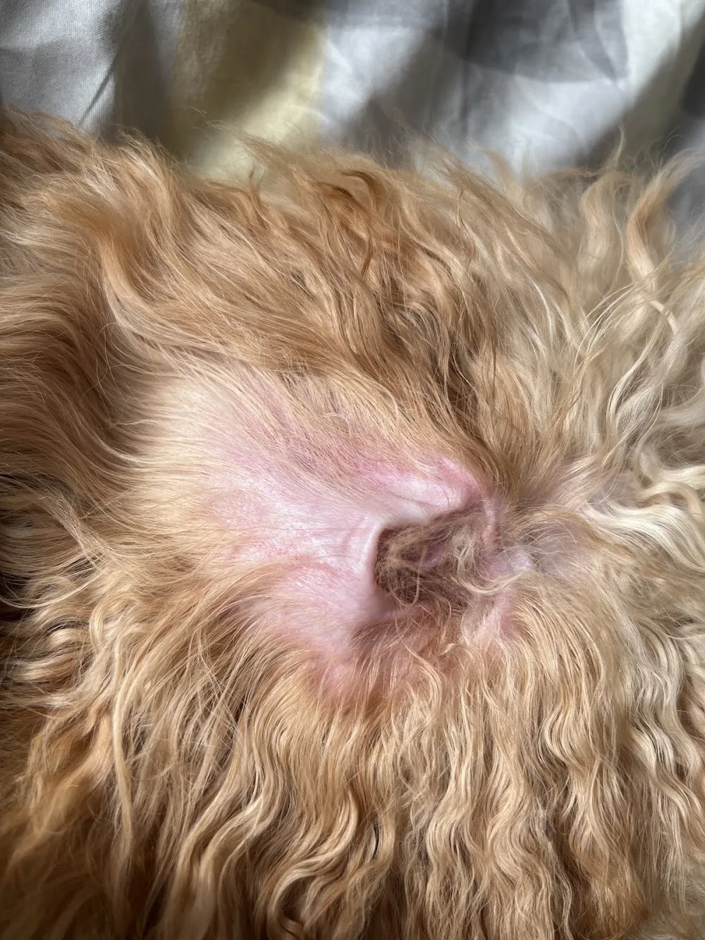 Breezelyn Kennels - Bude pet otel görseli 2