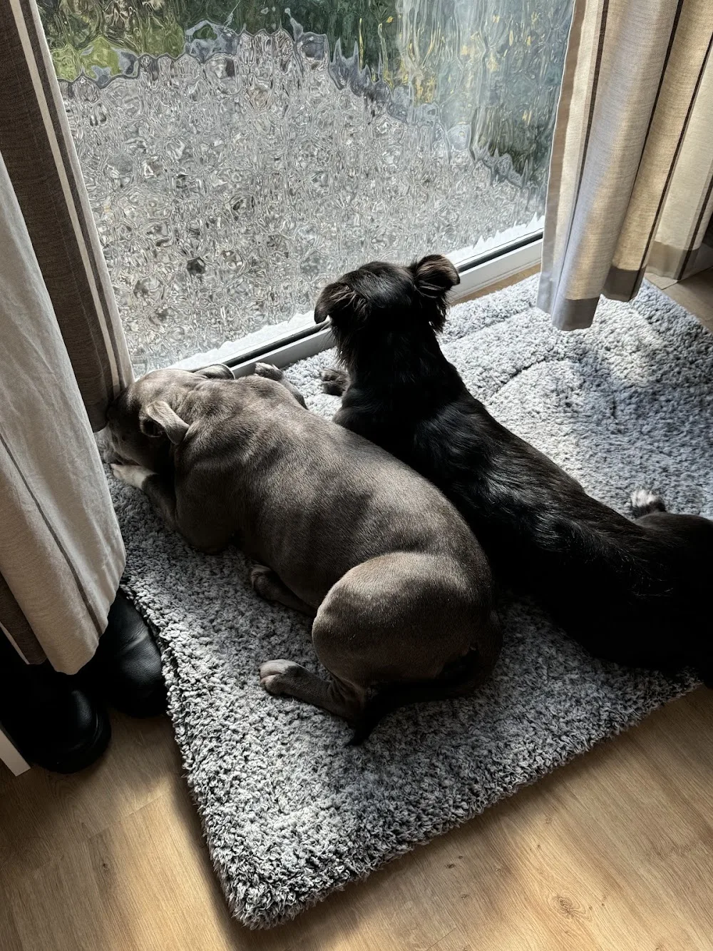 Canine Country Club - Bude pet otel