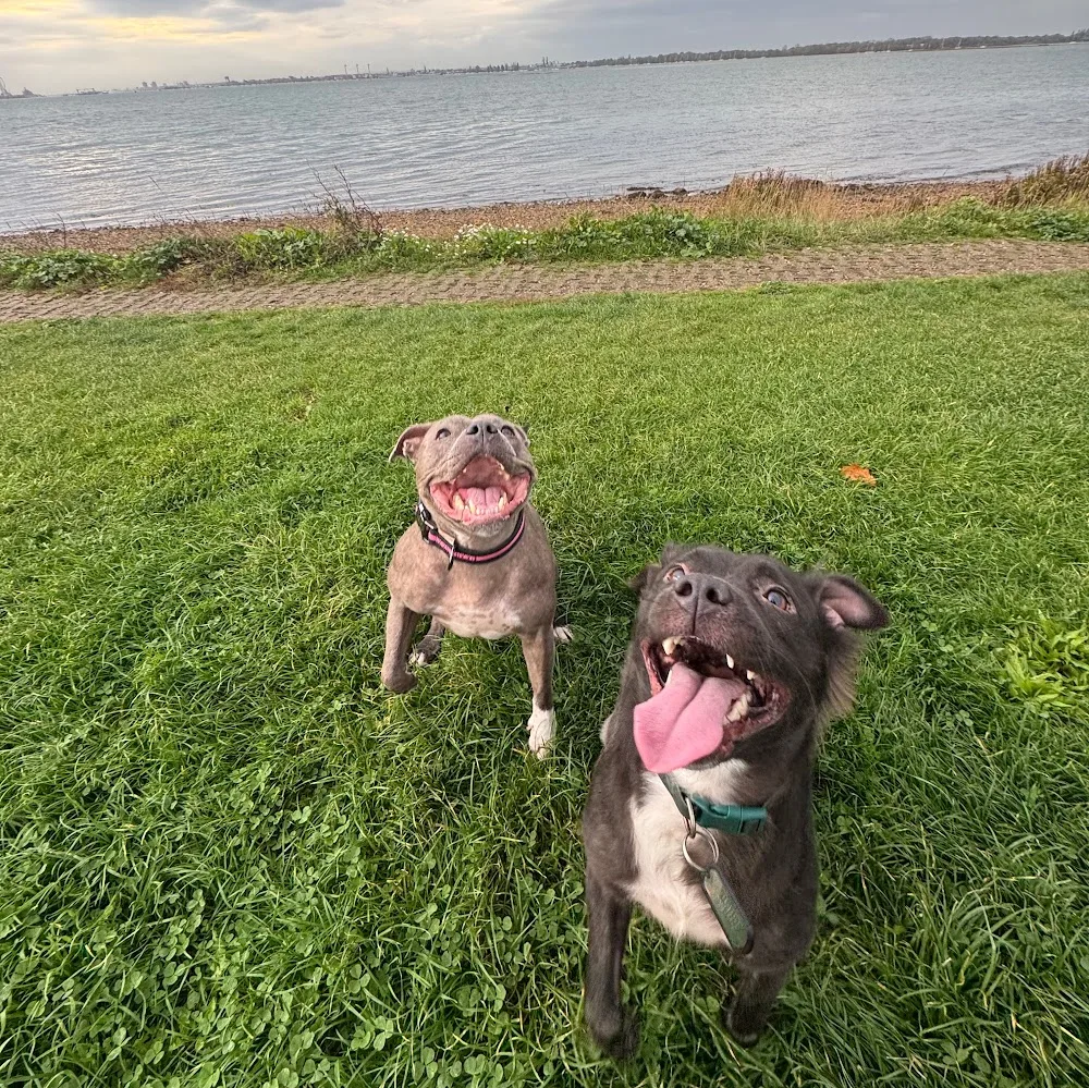 Canine Country Club - Bude pet otel görseli 4