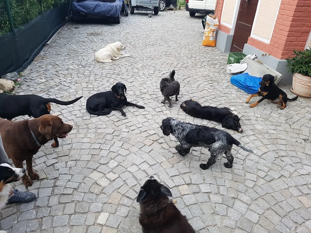 Hundebetreuung Blumau - Burgenland pet otel görseli 6