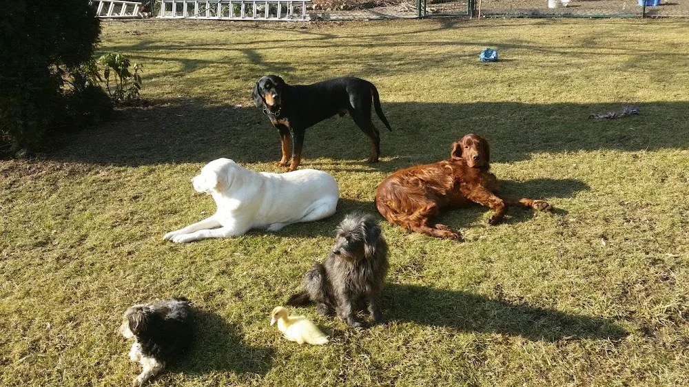 Hundebetreuung Blumau - Burgenland pet otel görseli 7
