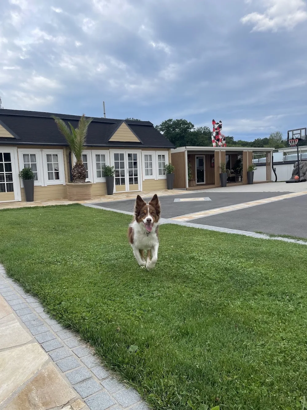 Hundehotel Niederl - Burgenland pet otel görseli 2