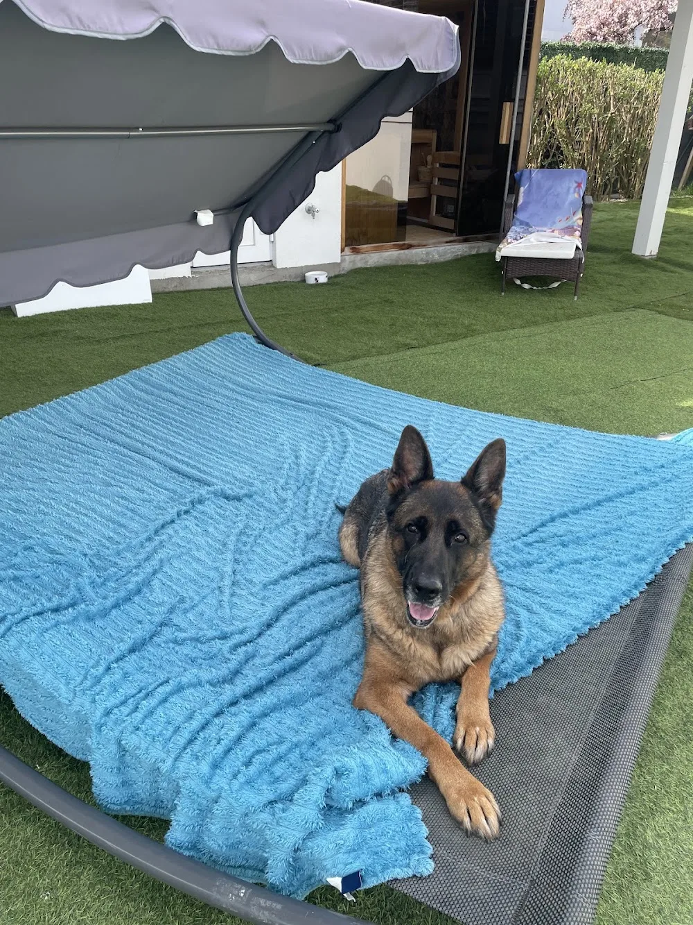 Hundehotel Niederl - Burgenland pet otel görseli 11