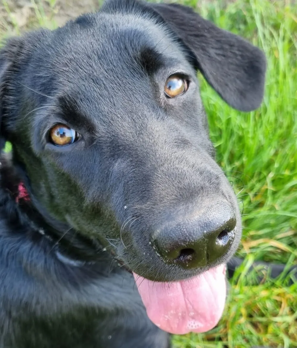 Hundekompetenzzentrum Schnuffelhof - Burgenland pet otel görseli 3