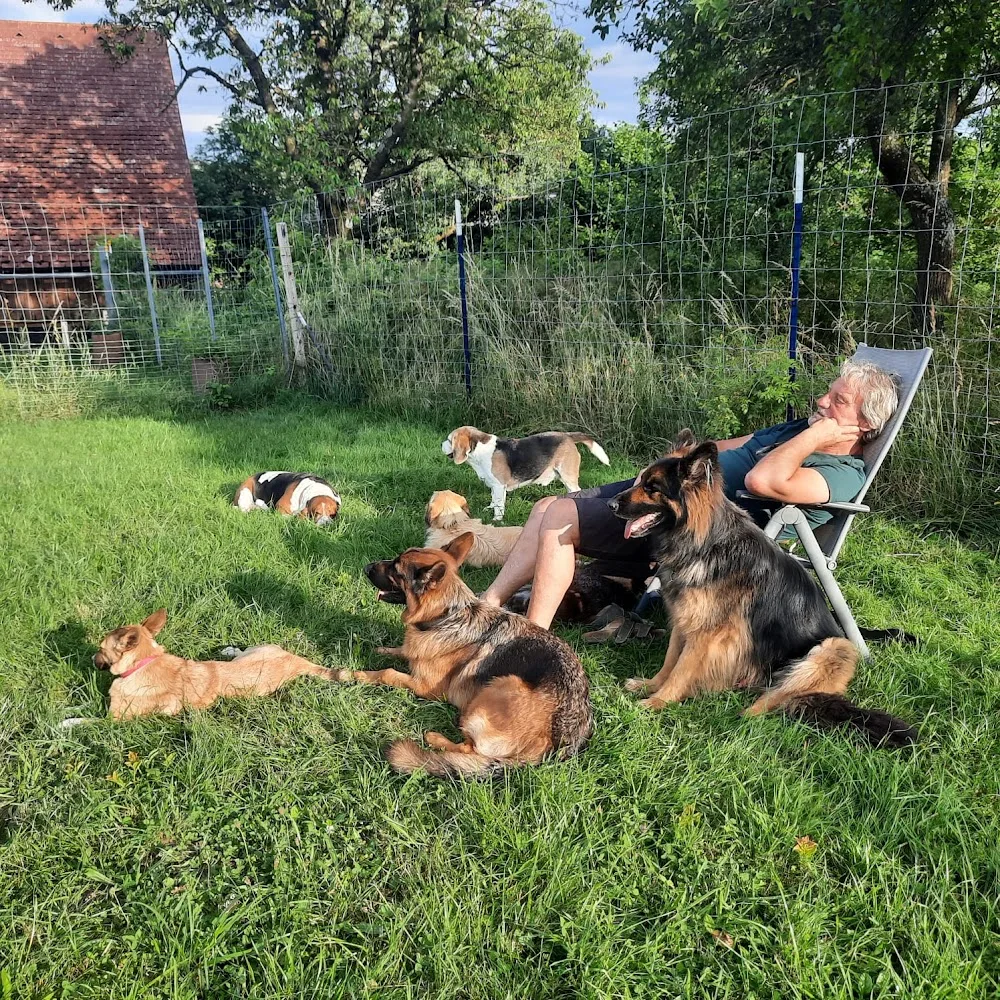 Hundepension - Der Hundeferienstadl - Burgenland pet otel görseli 3
