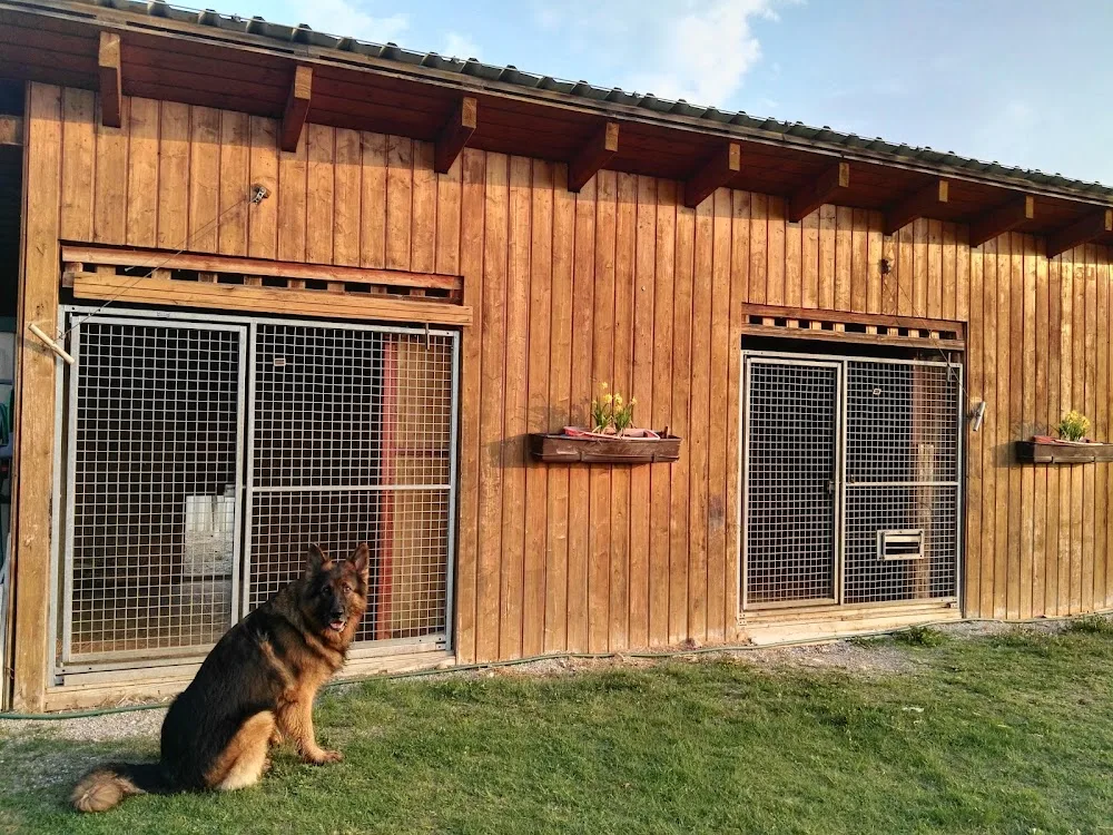 Hundepension Diepolzwiese - Burgenland pet otel görseli 19