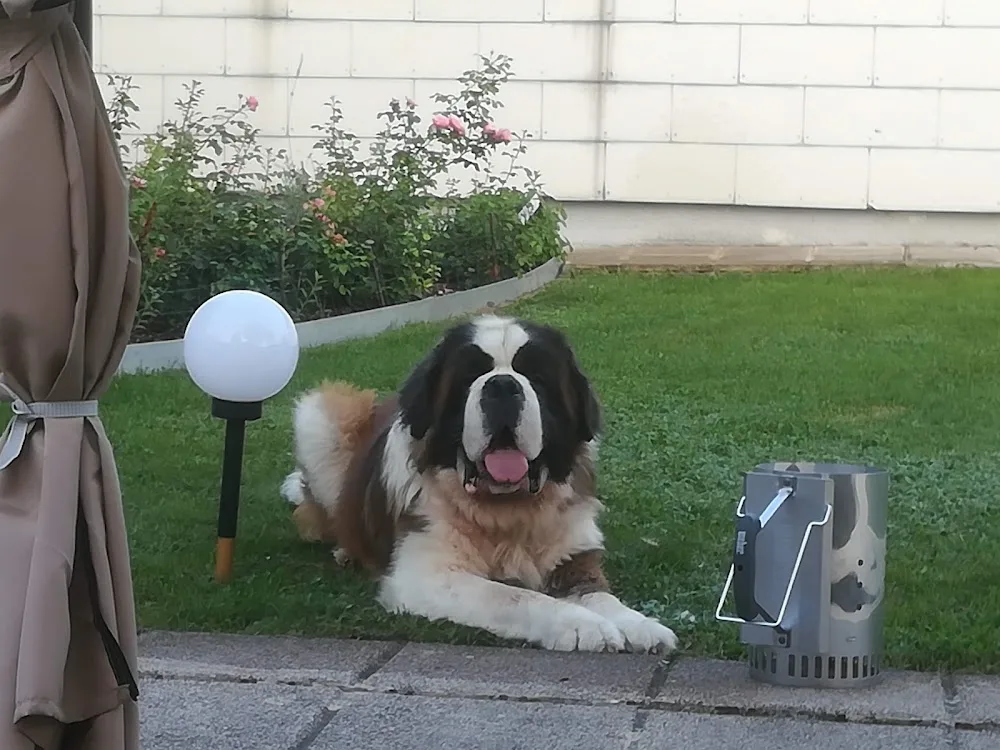 Hundepension-Pertl - Burgenland pet otel görseli 11