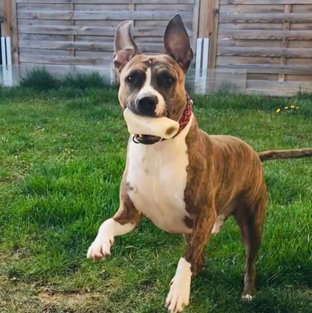 Hundepension Scheer - Burgenland pet otel görseli 9