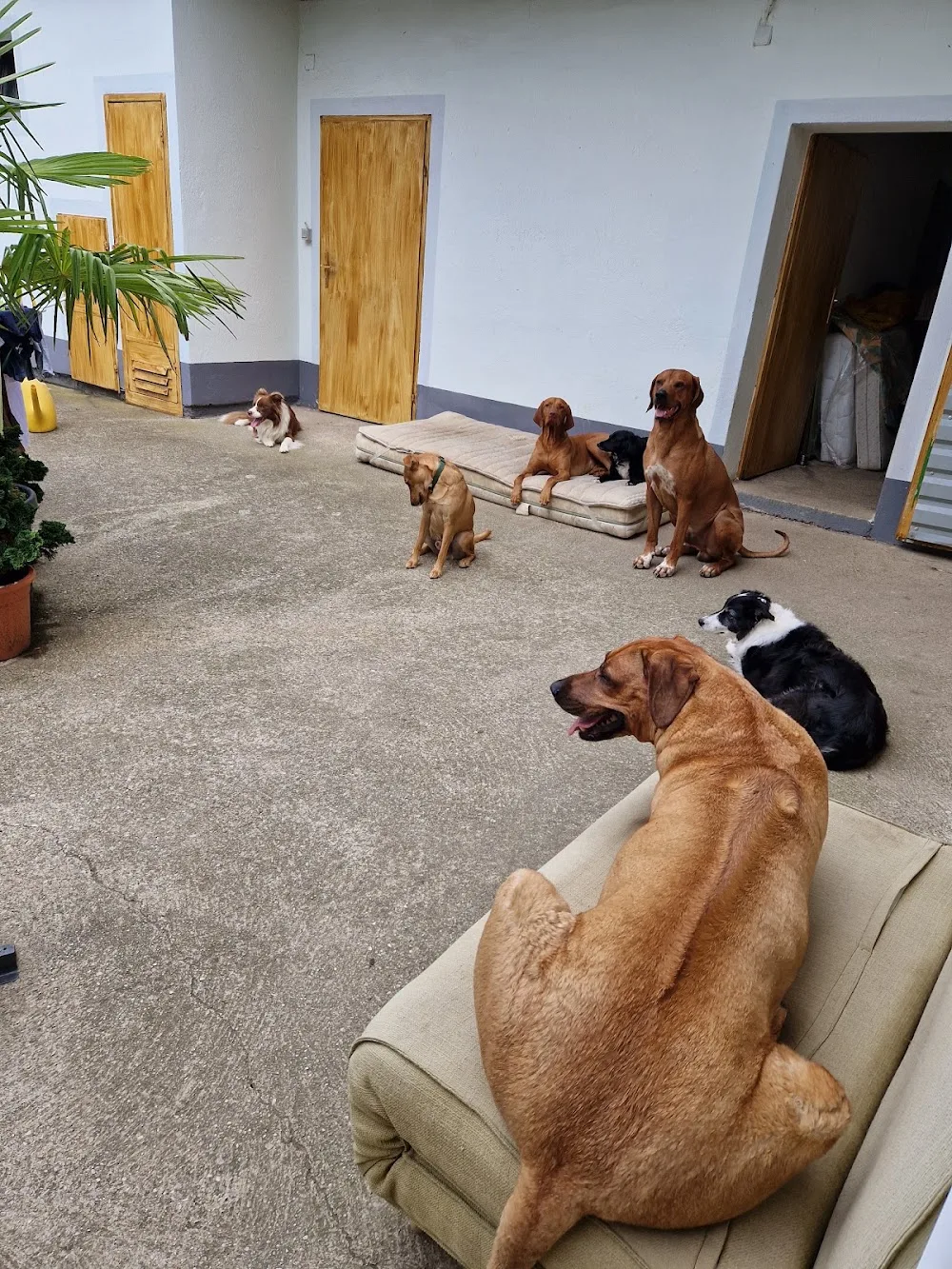 Hundepension Stelzer - Burgenland pet otel görseli 6