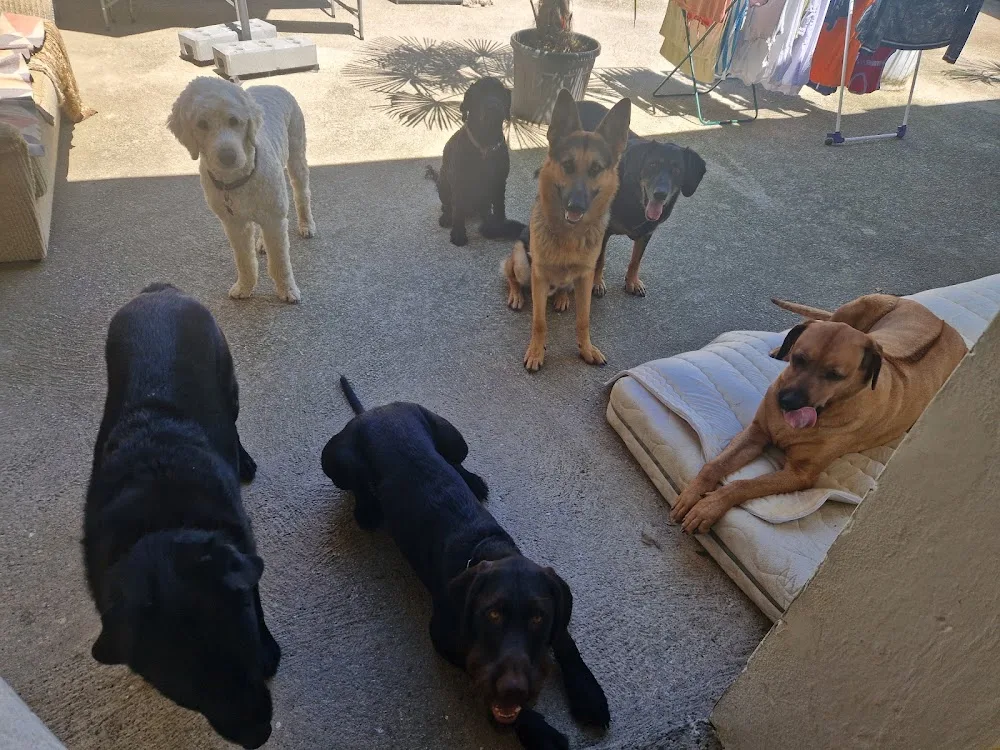 Hundepension Stelzer - Burgenland pet otel görseli 7