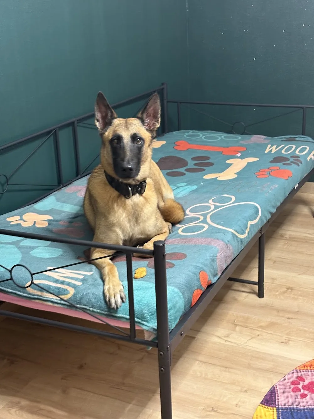 Hundepension & Training Happywuff - Burgenland pet otel görseli 7