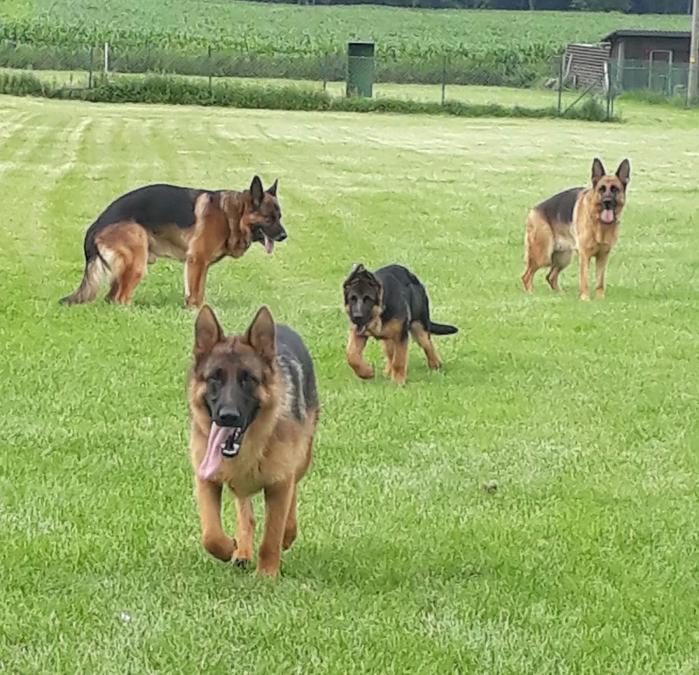 Hundepension u.Hundeschule A.Stoppacher .1Private Hundeschule - Burgenland pet otel görseli 2