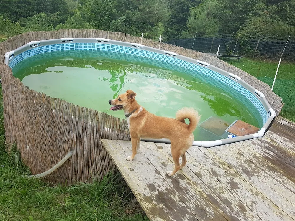 Hundepension zur Fröhlichen Pfote - Burgenland pet otel görseli 3