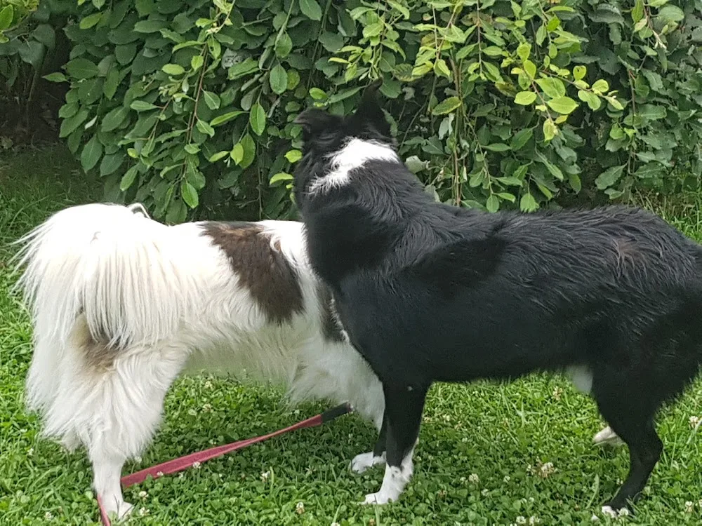 Hundepension zur Fröhlichen Pfote - Burgenland pet otel görseli 6