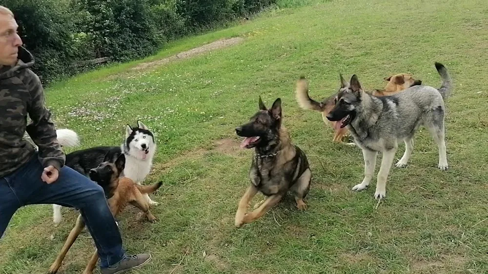 July's Hundepension, Problemhunde Betreuung,Resozialisierung und Training, Paws of the Devil - Burgenland pet otel görseli 6