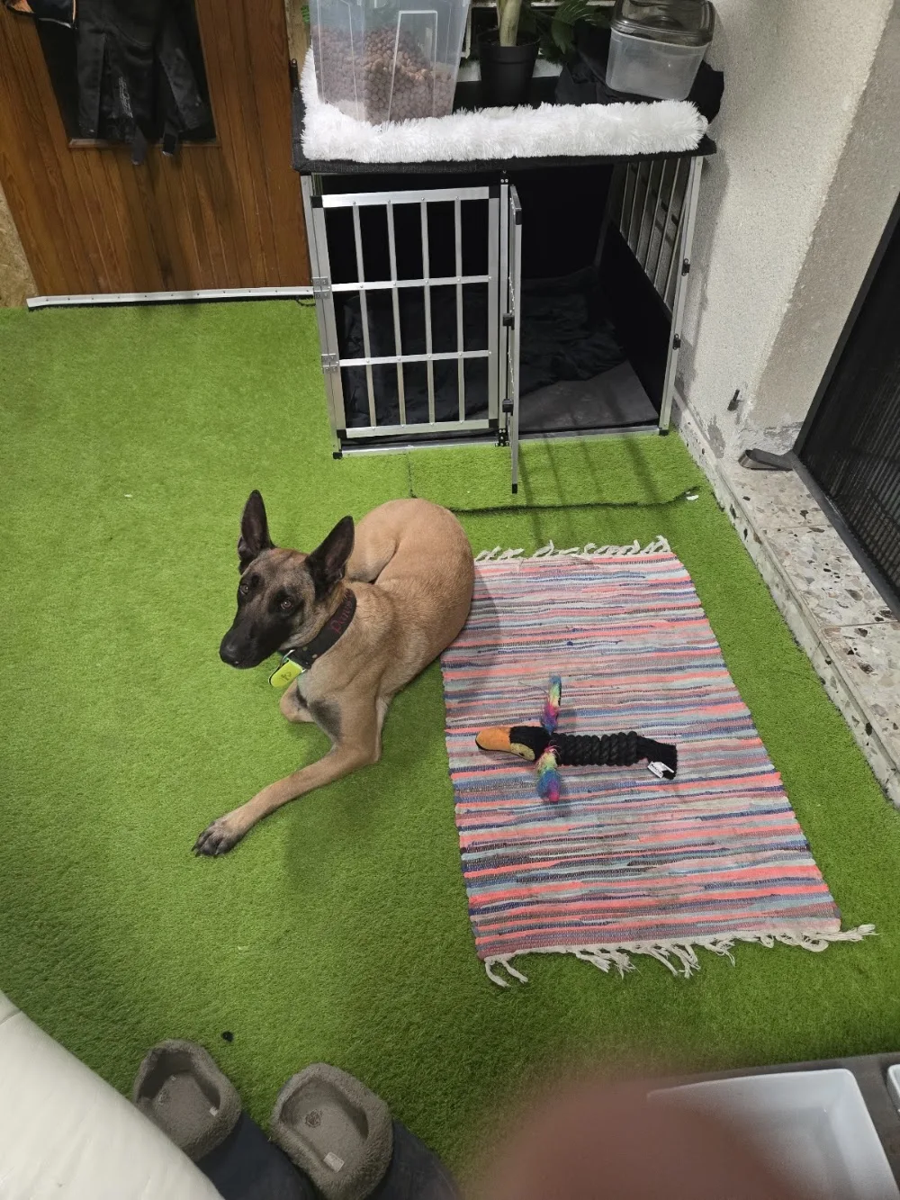 July's Hundepension, Problemhunde Betreuung,Resozialisierung und Training, Paws of the Devil - Burgenland pet otel görseli 7