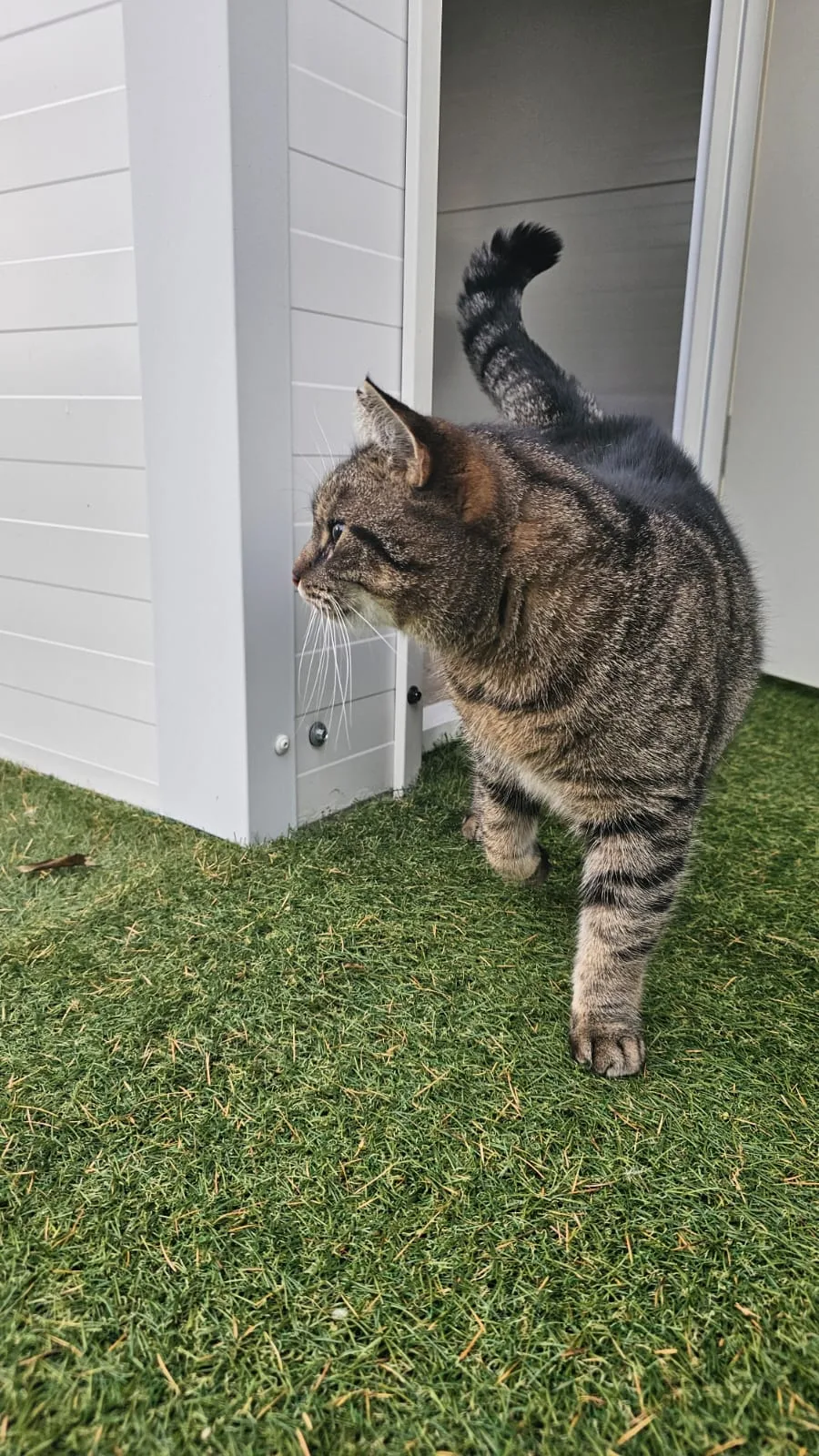 Katzenpension Rath - Burgenland pet otel görseli 3