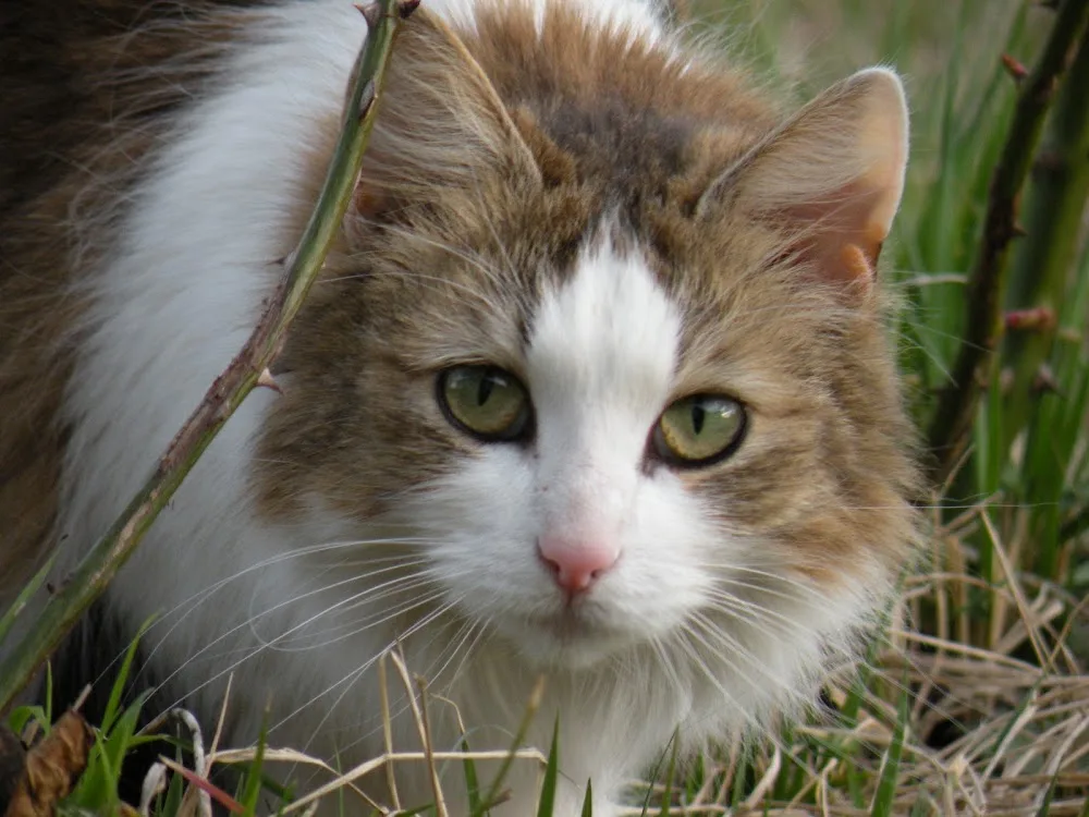 Katzenpension Rath - Burgenland pet otel görseli 14