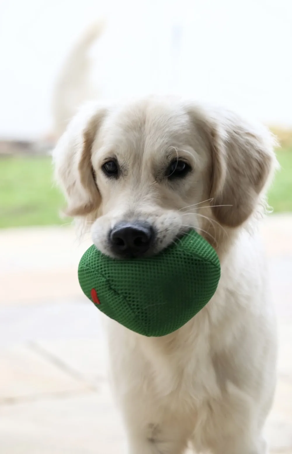 Purefield Dogs & Resort GmbH - Burgenland pet otel