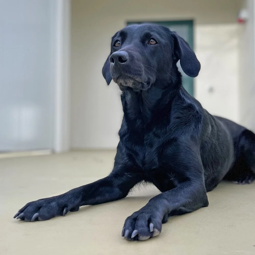 Purefield Dogs & Resort GmbH - Burgenland pet otel görseli 7