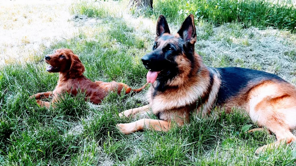 Tierbetreuung mit Herz - Burgenland pet otel görseli 2