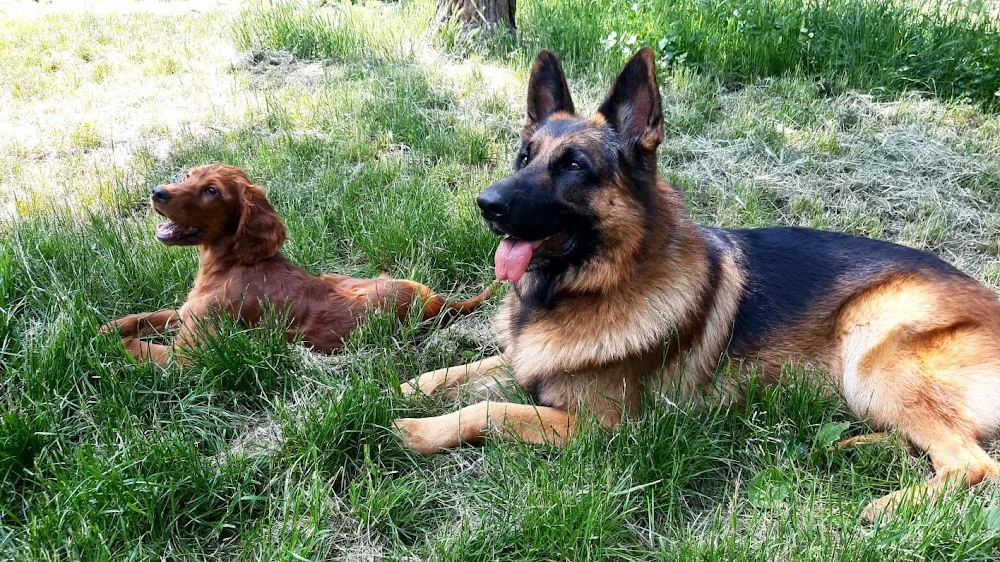 Tierbetreuung mit Herz - Burgenland pet otel görseli 3
