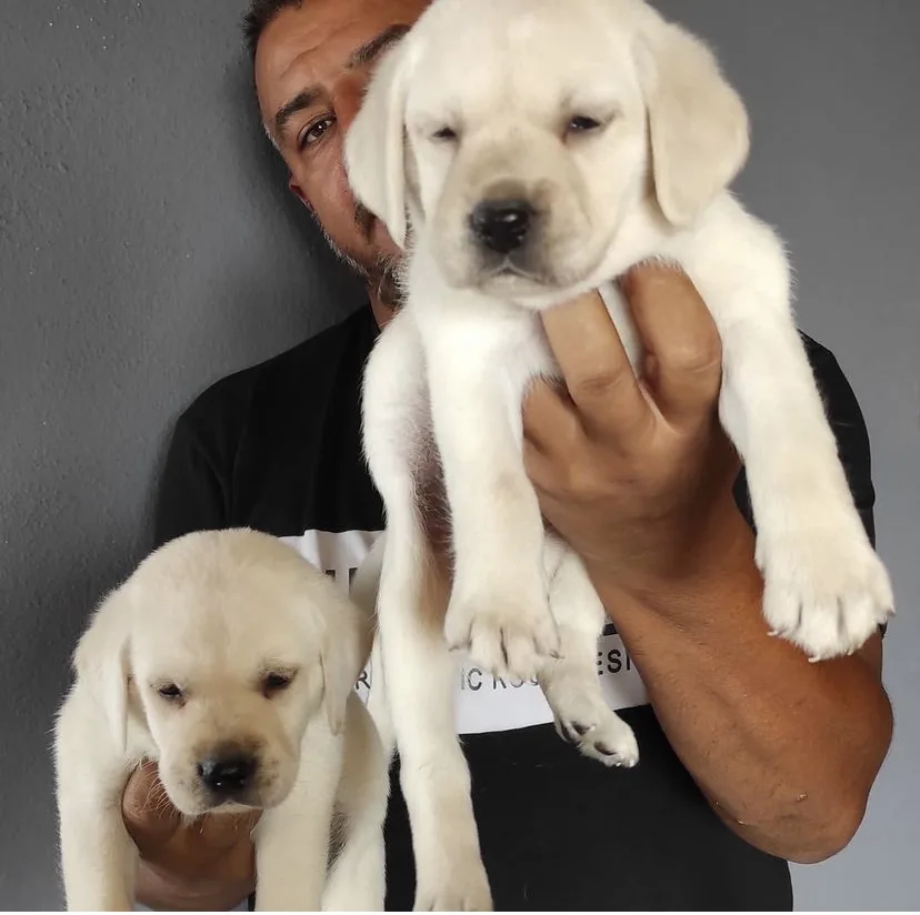 BURKEM, Bursa Köpek Çiftligi, Bursa Köpek Pansiyon Otel, Bursa Köpek Eğitimi - Bursa pet otel
