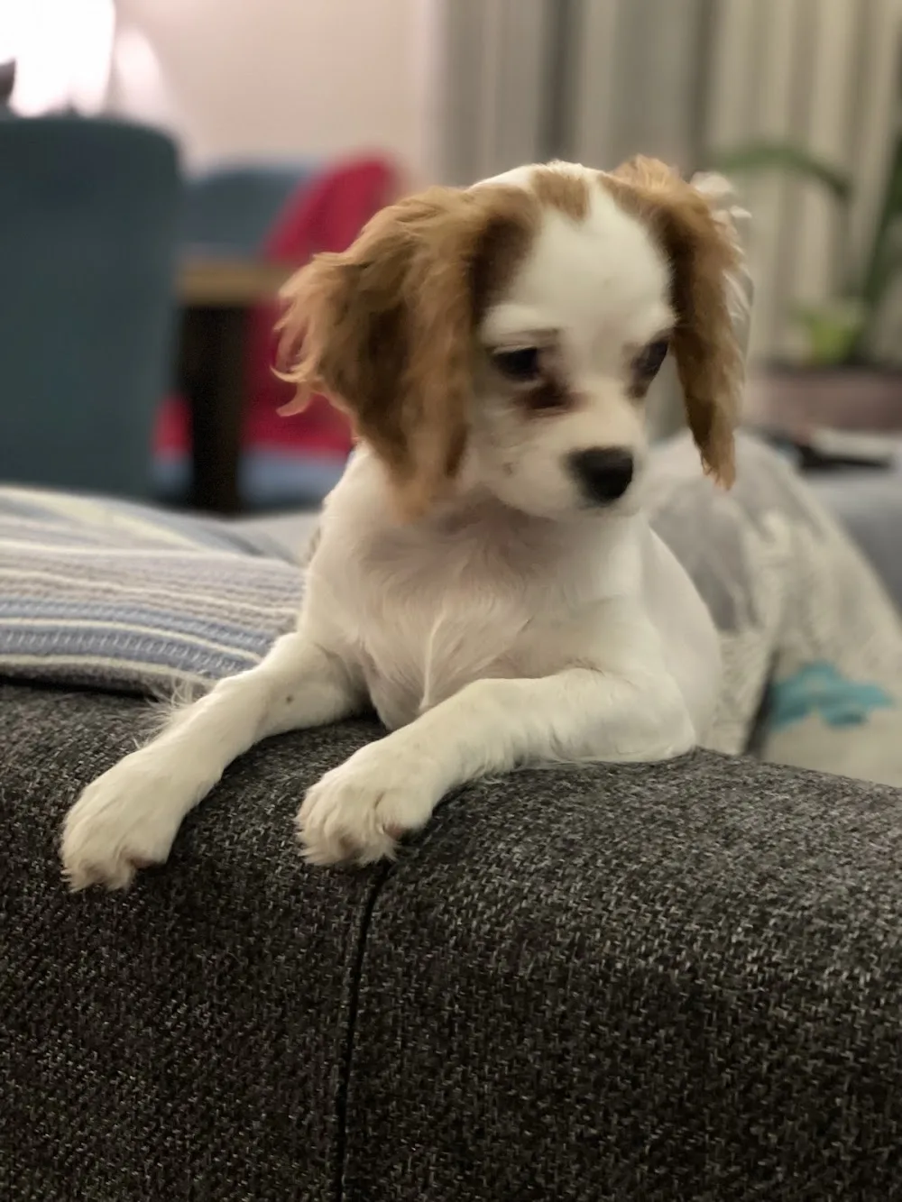 BURKEM, Bursa Köpek Çiftligi, Bursa Köpek Pansiyon Otel, Bursa Köpek Eğitimi - Bursa pet otel görseli 3