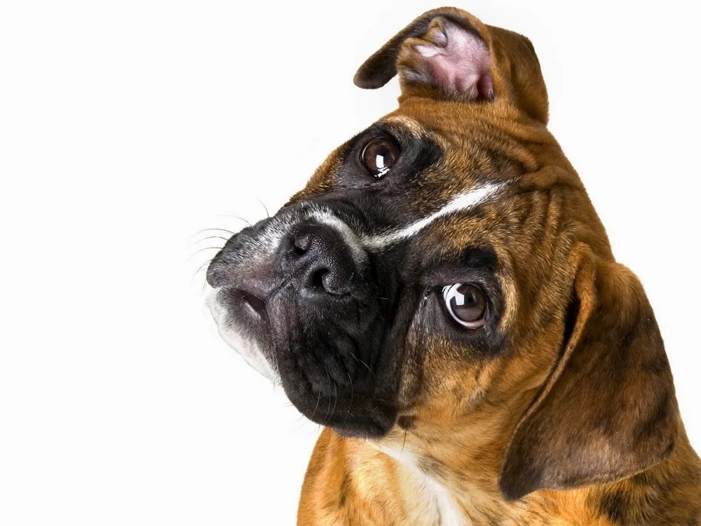 Bursa Köpek Çiftliği - Bursa pet otel görseli 2