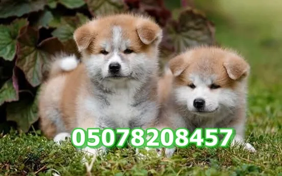 Bursa Köpek Çiftliği - Bursa pet otel görseli 3