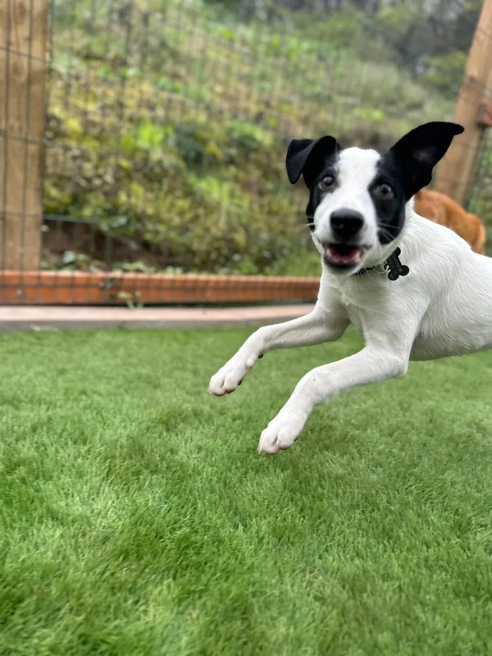 Ash farm boarding kennels - Burton-on-Trent pet otel