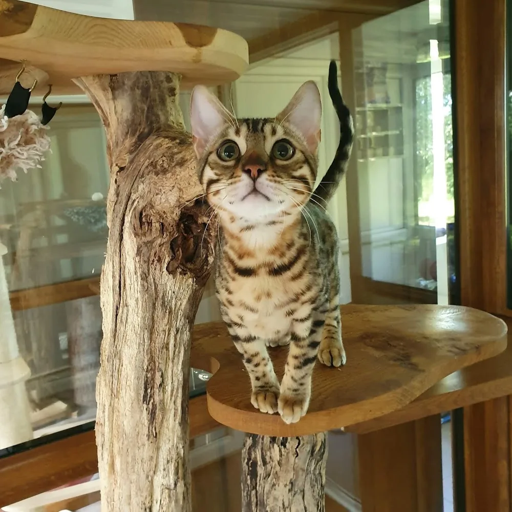 Brankley Cattery 5* Luxury Cat Boarding and Lodgings - Burton-on-Trent pet otel görseli 3