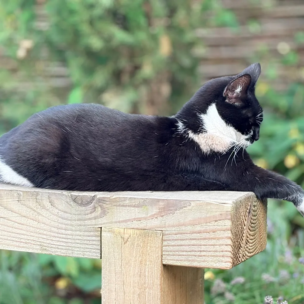 Brankley Cattery 5* Luxury Cat Boarding and Lodgings - Burton-on-Trent pet otel görseli 4
