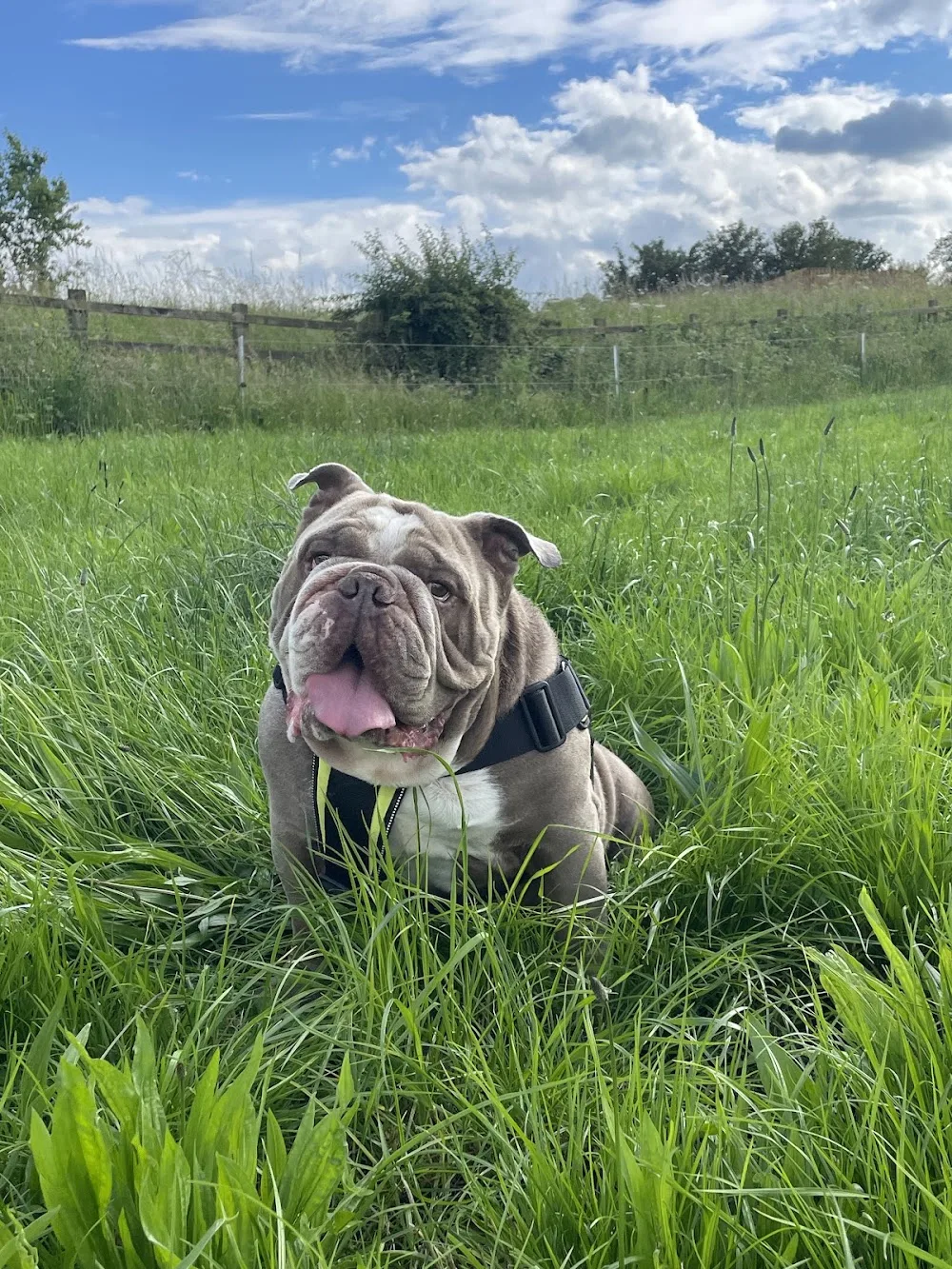 Cherry Tree Lodge Doggy Day Care & Home Boarding - Burton-on-Trent pet otel