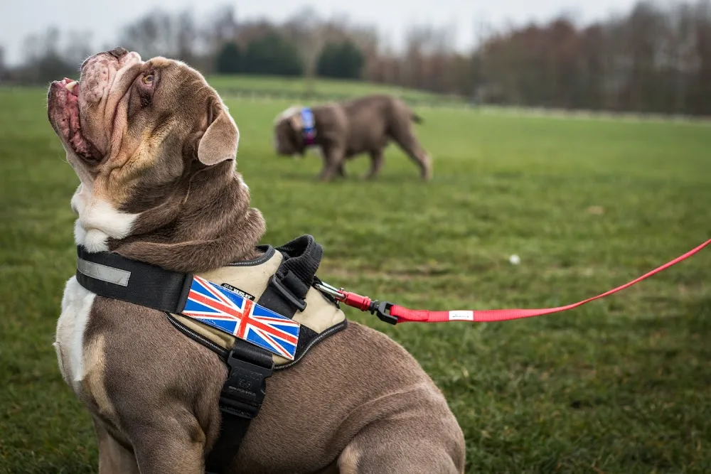 Cherry Tree Lodge Doggy Day Care & Home Boarding - Burton-on-Trent pet otel görseli 3