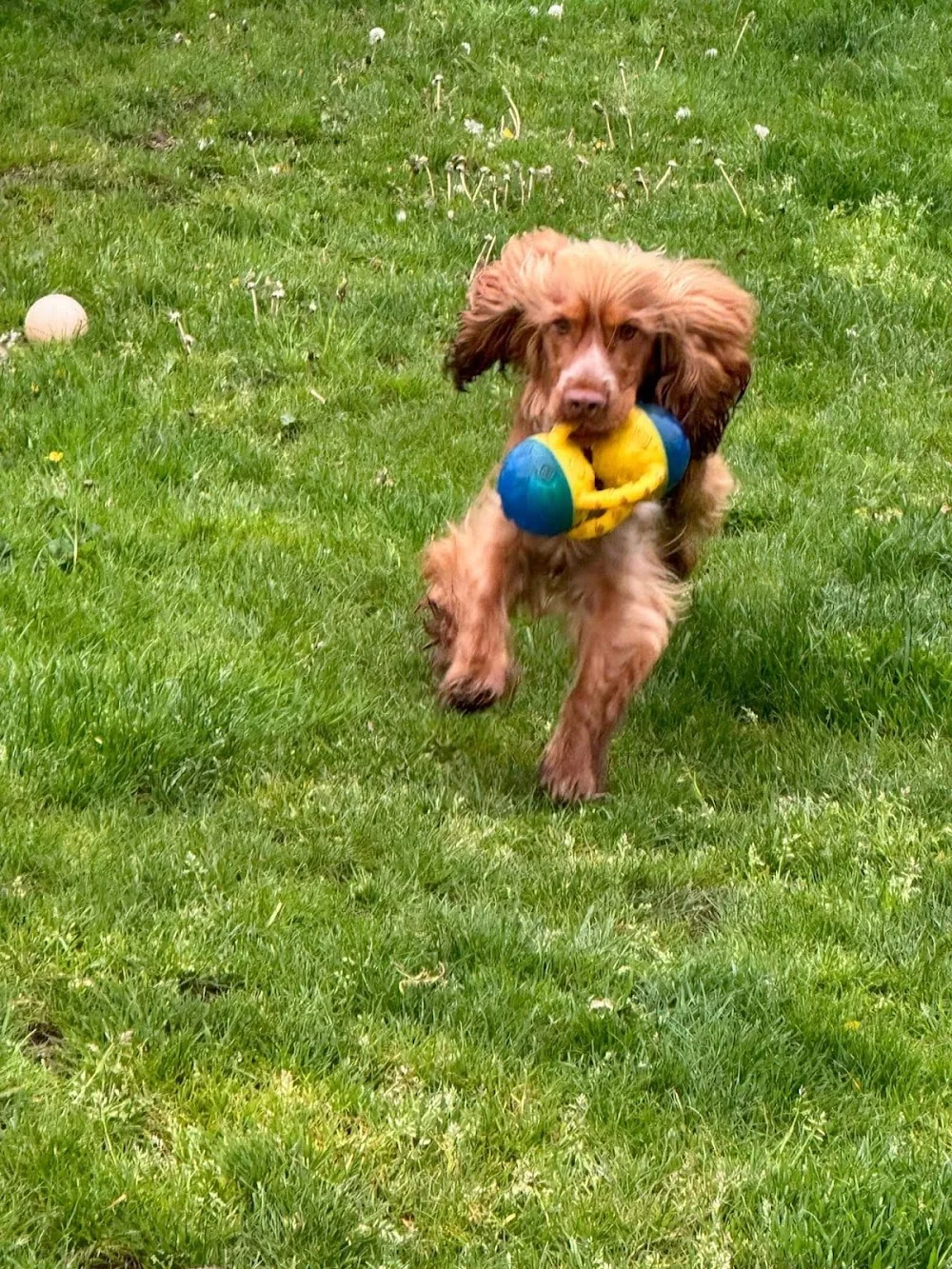 Daisy Brook Boarding Kennels - Burton-on-Trent pet otel