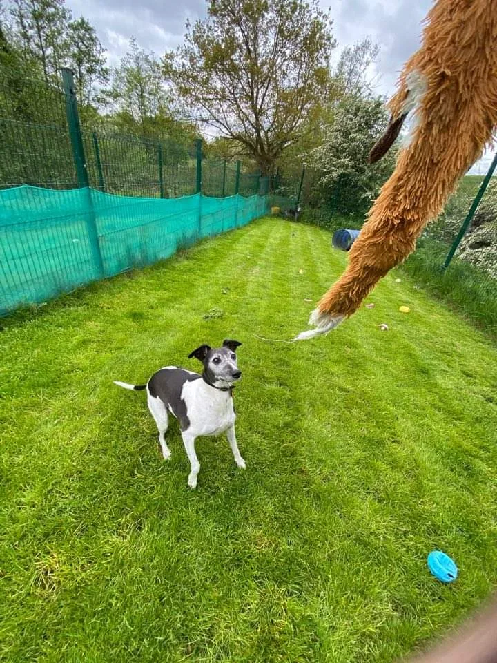Daisy Brook Boarding Kennels - Burton-on-Trent pet otel görseli 3