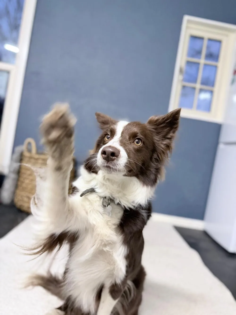 Dudley's Canine Retreat - Burton-on-Trent pet otel