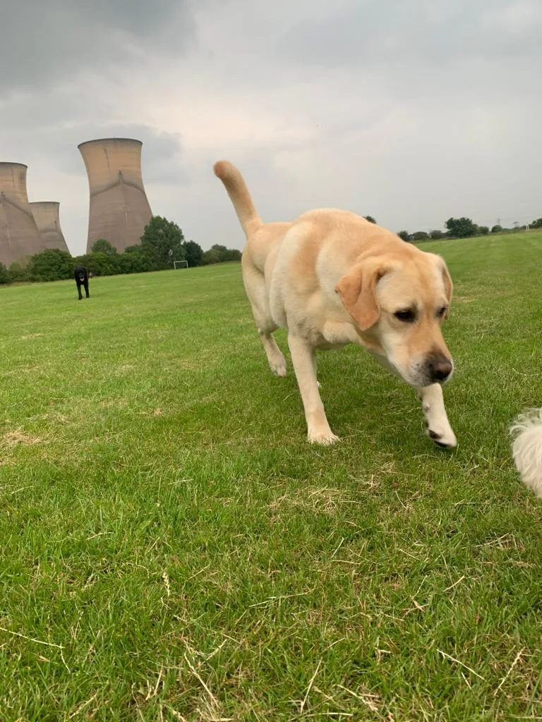 Happy paws - Burton-on-Trent pet otel