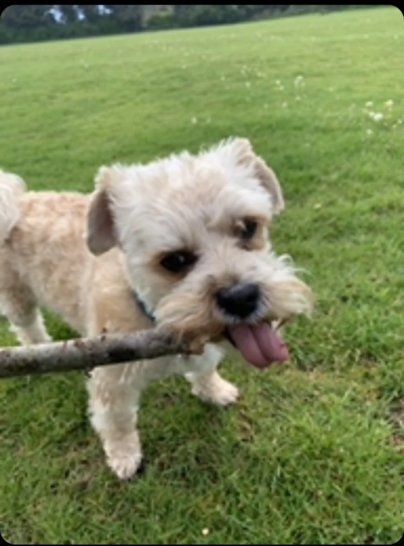 Happy paws - Burton-on-Trent pet otel görseli 3