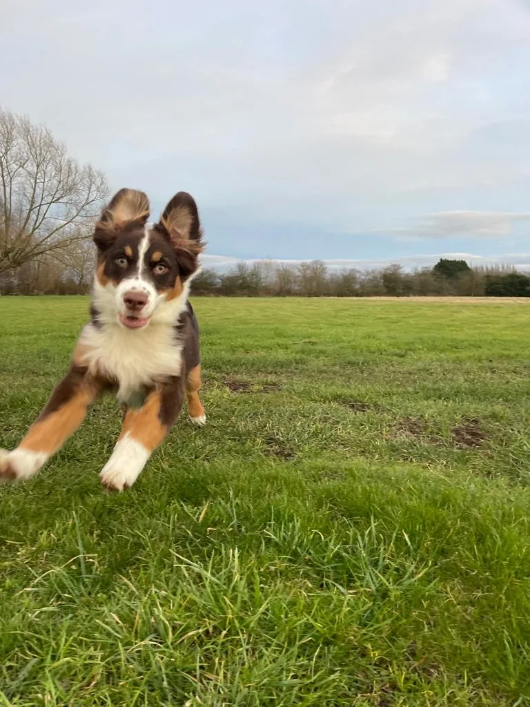 Homefields Kennels & Cattery - Burton-on-Trent pet otel görseli 3